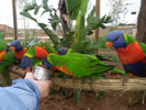 Feeding parrots at the Val D'H&eacute;rault nature Zoo & Parc